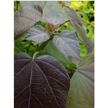 CATALPA KATALPA PURPUROWA na pniu kulista szczepiona - sadzonki 150 / 190 cm